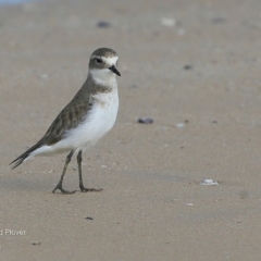 Anarhynchus bicinctus (Double-banded Plover) at Undefined - 9 Jun 2016 by Charles Dove