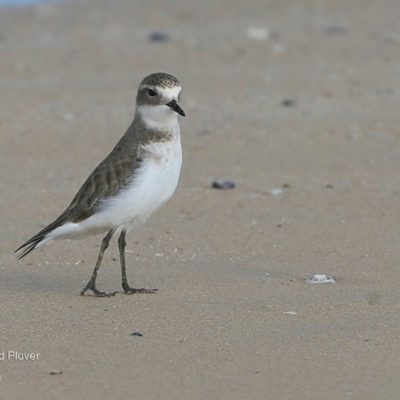 Anarhynchus bicinctus (Double-banded Plover) at Undefined - 9 Jun 2016 by Charles Dove
