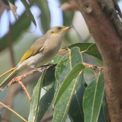 Ptilotula fusca (Fuscous Honeyeater) at Tabourie Lake Walking Track - 10 Jun 2016 by CharlesDove
