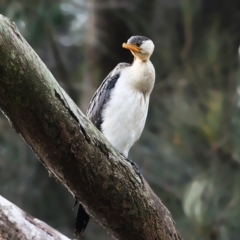 Microcarbo melanoleucos (Little Pied Cormorant) at Lake Tabourie, NSW - 10 Jun 2016 by CharlesDove