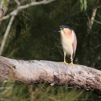 Nycticorax caledonicus (Nankeen Night-Heron) at Lake Tabourie Bushcare - 10 Jun 2016 by CharlesDove