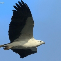 Haliaeetus leucogaster (White-bellied Sea-Eagle) at Undefined - 6 Jun 2016 by Charles Dove