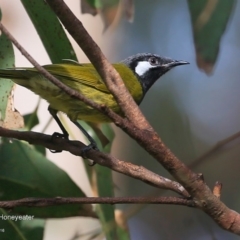 Nesoptilotis leucotis (White-eared Honeyeater) at Lake Tabourie, NSW - 10 Jun 2016 by CharlesDove