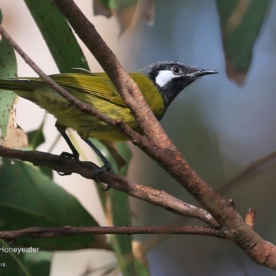 Nesoptilotis leucotis (White-eared Honeyeater) at Lake Tabourie, NSW - 9 Jun 2016 by Charles Dove