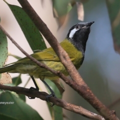 Nesoptilotis leucotis at Lake Tabourie, NSW - 10 Jun 2016 12:00 AM