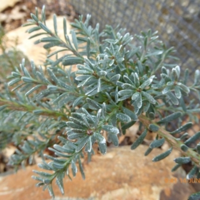 Podocarpus lawrencei (Mountain Plum Pine) at Sth Tablelands Ecosystem Park - 13 Jun 2018 by AndyRussell