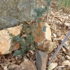 Podocarpus lawrencei at Molonglo Valley, ACT - 14 Jun 2018