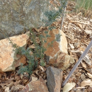 Podocarpus lawrencei at Molonglo Valley, ACT - 14 Jun 2018