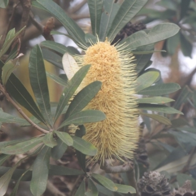 Banksia integrifolia subsp. integrifolia (Coast Banksia) at Kioloa, NSW - 13 Jun 2014 by michaelb