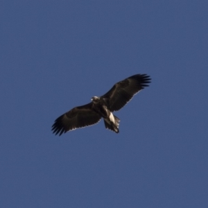 Aquila audax at Michelago, NSW - 11 Jun 2018