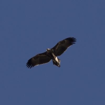 Aquila audax (Wedge-tailed Eagle) at Michelago, NSW - 11 Jun 2018 by Illilanga