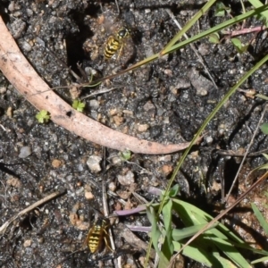 Vespula germanica at Cotter River, ACT - 17 Mar 2018 12:59 PM