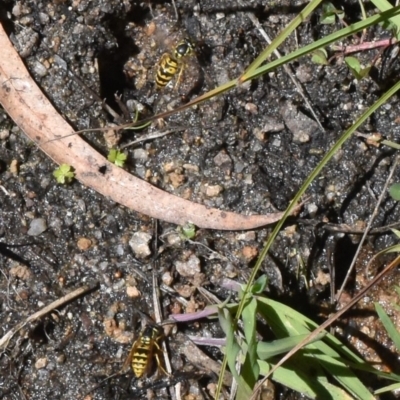 Vespula germanica (European Wasp, German Yellowjacket Wasp) at Cotter River, ACT - 17 Mar 2018 by jmcleod