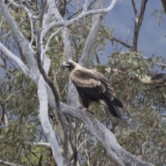 Aquila audax (Wedge-tailed Eagle) at Michelago, NSW - 28 Feb 2016 by Illilanga