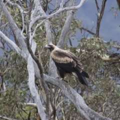 Aquila audax (Wedge-tailed Eagle) at Michelago, NSW - 29 Feb 2016 by Illilanga