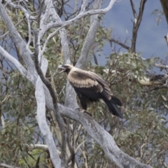 Aquila audax at Michelago, NSW - 29 Feb 2016