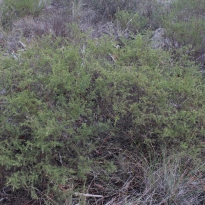 Pultenaea setulosa (Ragged Bush-pea) at Mcleods Creek Res (Gundaroo) - 13 Jun 2018 by MaartjeSevenster