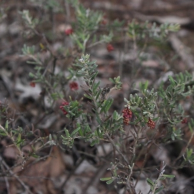 Grevillea lanigera (Woolly Grevillea) at Mcleods Creek Res (Gundaroo) - 13 Jun 2018 by MaartjeSevenster