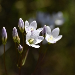 Gentianella sp. at Cotter River, ACT - 17 Mar 2018