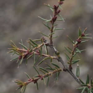 Lissanthe strigosa subsp. subulata at Gundaroo, NSW - 13 Jun 2018 12:25 PM