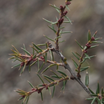 Lissanthe strigosa subsp. subulata (Peach Heath) at Mcleods Creek Res (Gundaroo) - 13 Jun 2018 by MaartjeSevenster