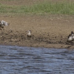 Malacorhynchus membranaceus (Pink-eared Duck) at Michelago, NSW - 2 Apr 2018 by Illilanga