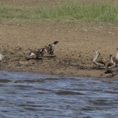 Malacorhynchus membranaceus at Michelago, NSW - 2 Apr 2018