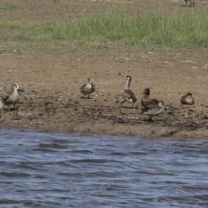 Malacorhynchus membranaceus at Michelago, NSW - 2 Apr 2018