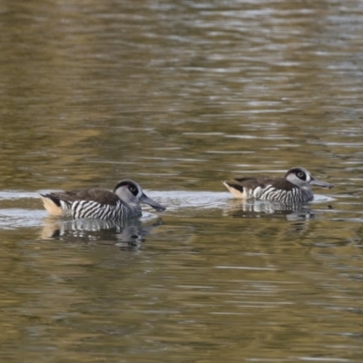 Malacorhynchus membranaceus (Pink-eared Duck) at Michelago, NSW - 28 May 2018 by Illilanga