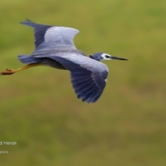 Egretta novaehollandiae (White-faced Heron) at Lake Tabourie, NSW - 10 Jun 2016 by CharlesDove