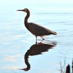 Egretta novaehollandiae (White-faced Heron) at Wallaga Lake, NSW - 9 Jun 2018 by narelle