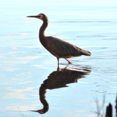 Egretta novaehollandiae (White-faced Heron) at Wallaga Lake, NSW - 8 Jun 2018 by narelle