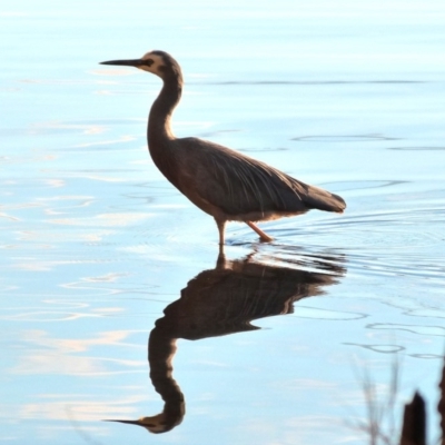 Egretta novaehollandiae (White-faced Heron) at Wallaga Lake, NSW - 8 Jun 2018 by narelle