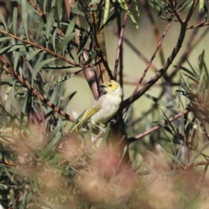 Ptilotula penicillata at Michelago, NSW - 9 Nov 2009