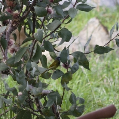 Nesoptilotis leucotis (White-eared Honeyeater) at Michelago, NSW - 1 May 2012 by Illilanga