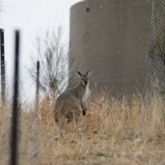 Notamacropus rufogriseus (Red-necked Wallaby) at Illilanga & Baroona - 9 Jun 2018 by Illilanga