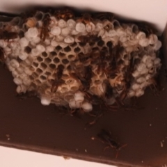 Polistes (Polistella) humilis (Common Paper Wasp) at Fadden, ACT - 8 Feb 2018 by YumiCallaway