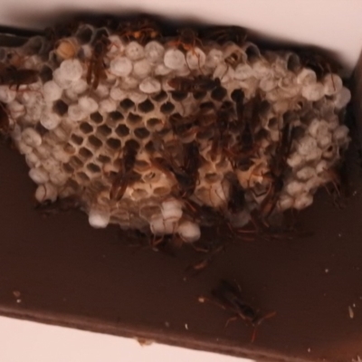 Polistes (Polistella) humilis (Common Paper Wasp) at Fadden, ACT - 8 Feb 2018 by YumiCallaway