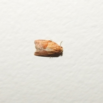 Epiphyas postvittana (Light Brown Apple Moth) at Fadden, ACT - 9 Feb 2018 by YumiCallaway