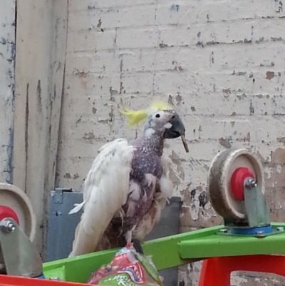 Cacatua galerita (Sulphur-crested Cockatoo) at Kambah, ACT - 16 Jun 2018 by MatthewFrawley