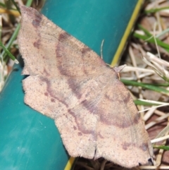 Rhinodia rostraria (Necklace Geometrid) at Pollinator-friendly garden Conder - 29 Dec 2017 by michaelb