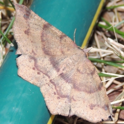 Rhinodia rostraria (Necklace Geometrid) at Pollinator-friendly garden Conder - 29 Dec 2017 by michaelb