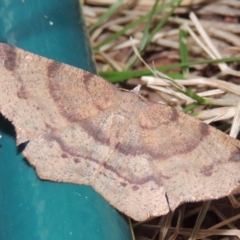 Rhinodia rostraria at Conder, ACT - 29 Dec 2017