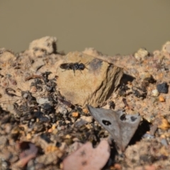 Crabroninae (subfamily) (Unidentified solitary wasp) at Wamboin, NSW - 28 Feb 2018 by natureguy