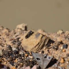 Crabroninae (subfamily) at Wamboin, NSW - 28 Feb 2018