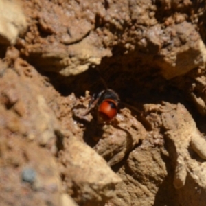 Eumeninae (subfamily) at Wamboin, NSW - 28 Feb 2018