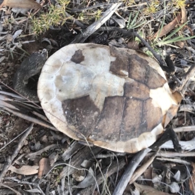 Chelodina longicollis (Eastern Long-necked Turtle) at Bungendore, NSW - 15 Jun 2018 by yellowboxwoodland