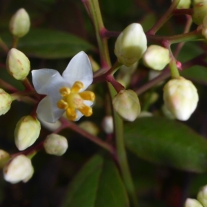 Nandina domestica at Canberra, ACT - 31 May 2018