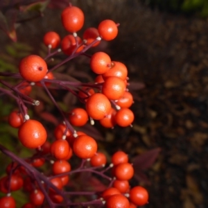 Nandina domestica at Canberra, ACT - 31 May 2018