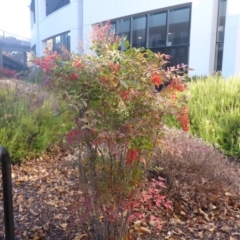 Nandina domestica at Canberra, ACT - 31 May 2018